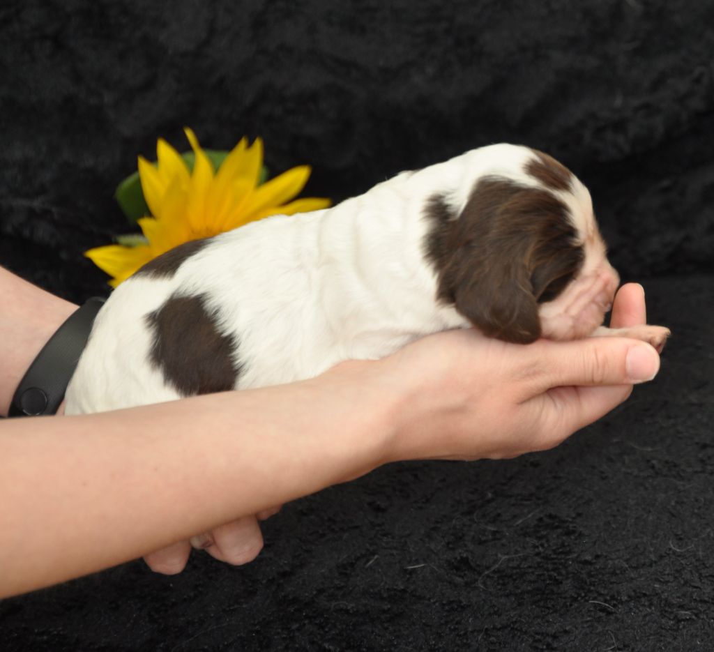 Du petit coin tranquil - Available Puppies - English Springer Spaniel