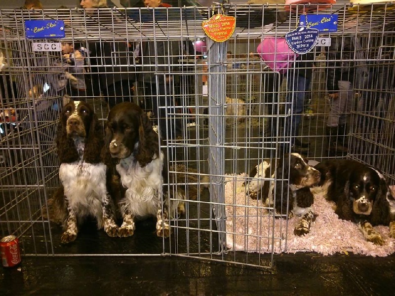Salon de l'agriculture 2014
