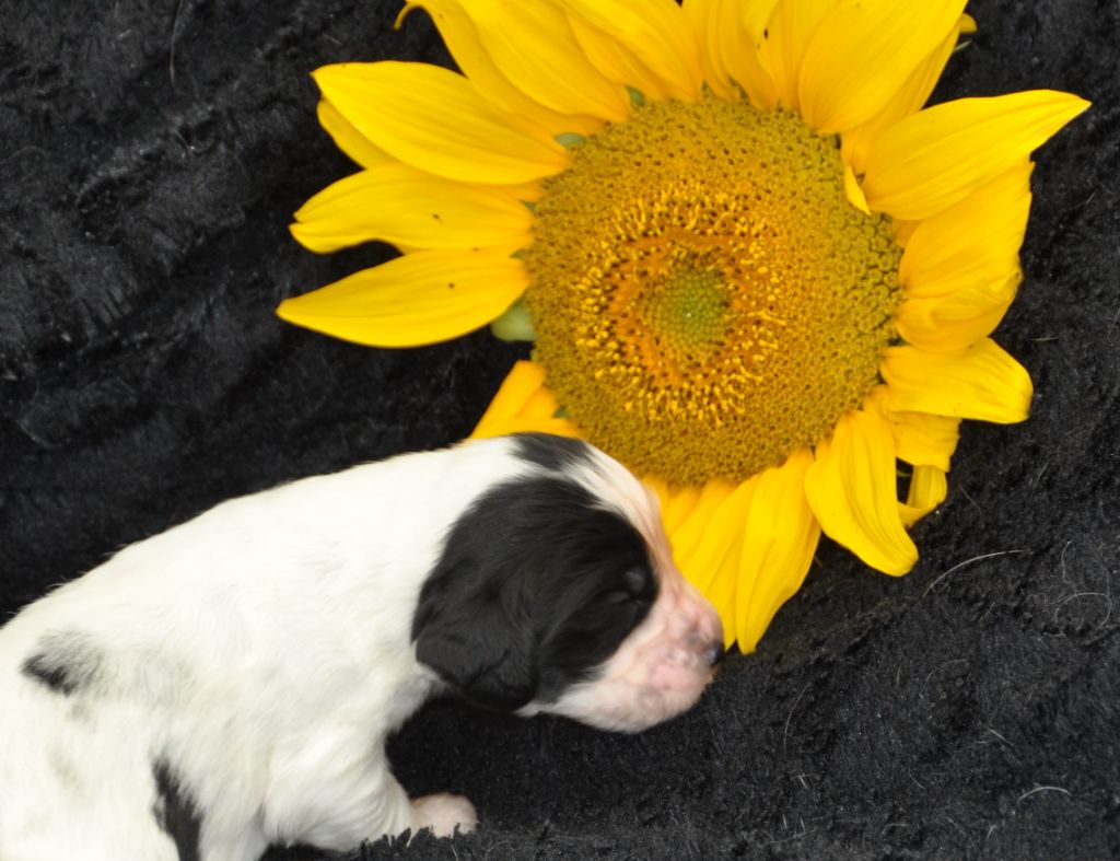 Du petit coin tranquil - Chiots disponibles - English Springer Spaniel